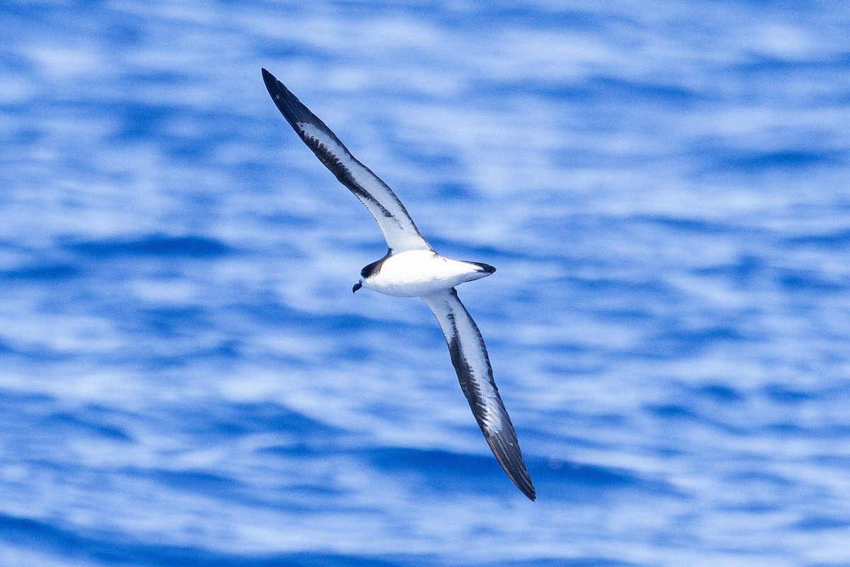Hawaiian Petrel - ML643122724