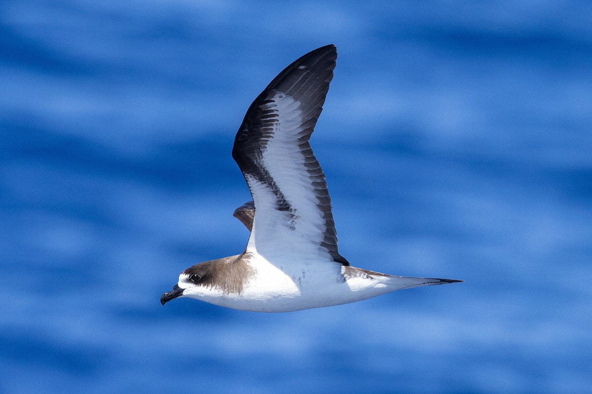Hawaiian Petrel - ML643122725