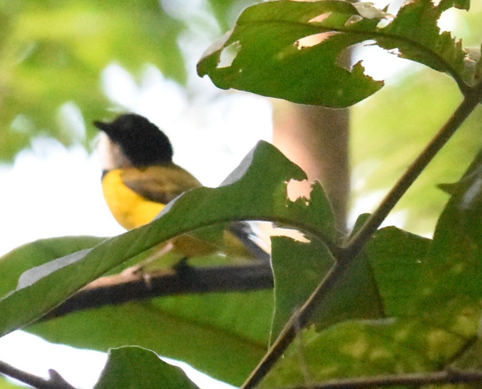Golden Whistler (Eastern) - ML643122728