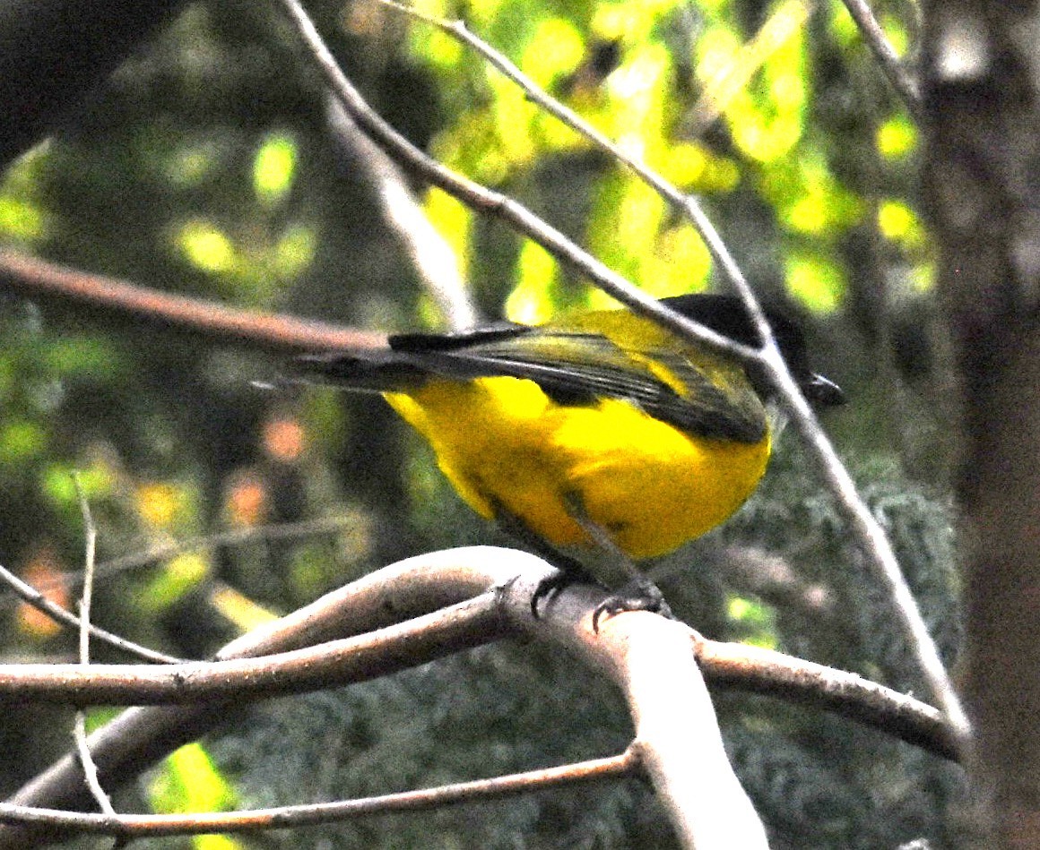 Golden Whistler (Eastern) - ML643122731