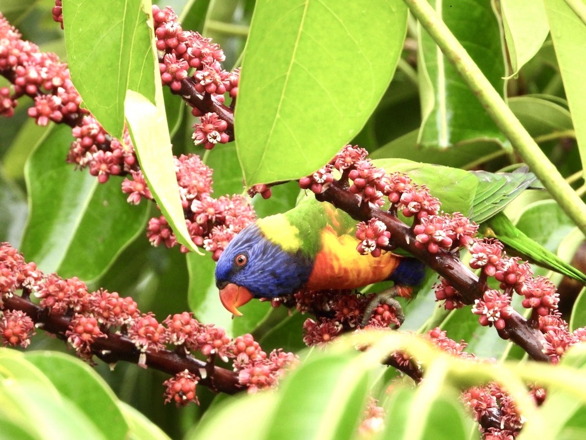 Rainbow Lorikeet - ML643122744