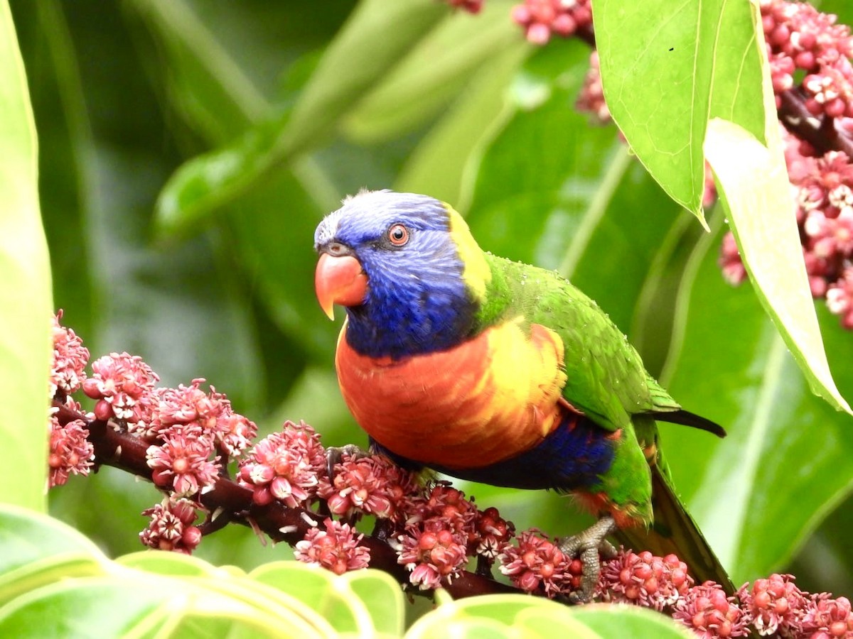 Rainbow Lorikeet - ML643122745