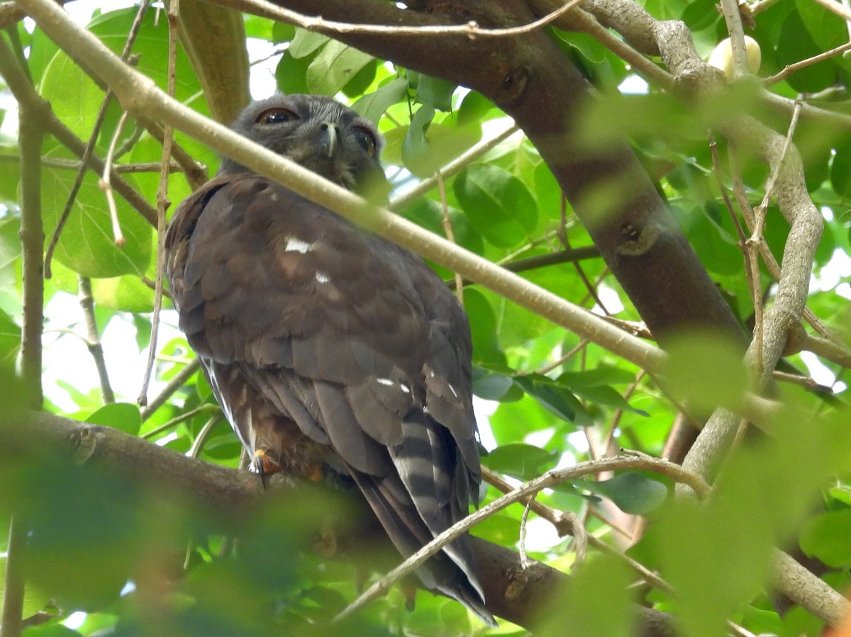 Brown Boobook - Sri Srikumar
