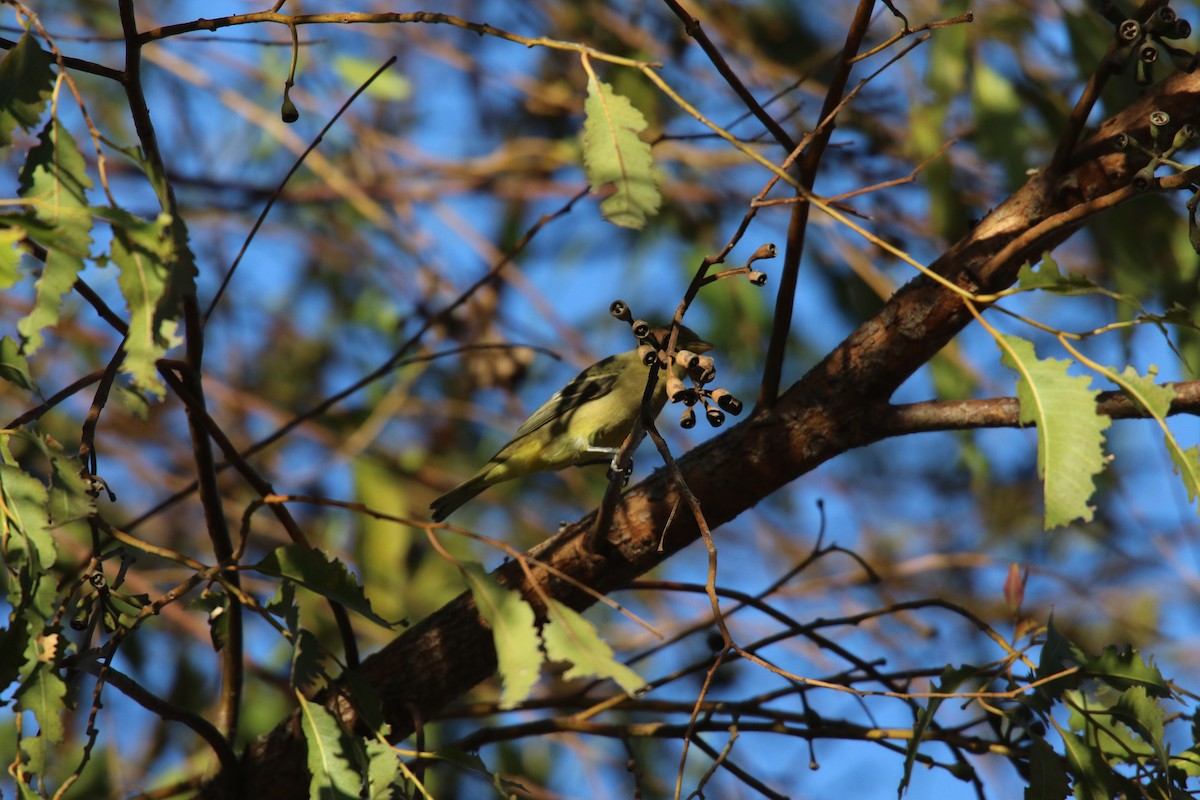 Western Tanager - ML643122787