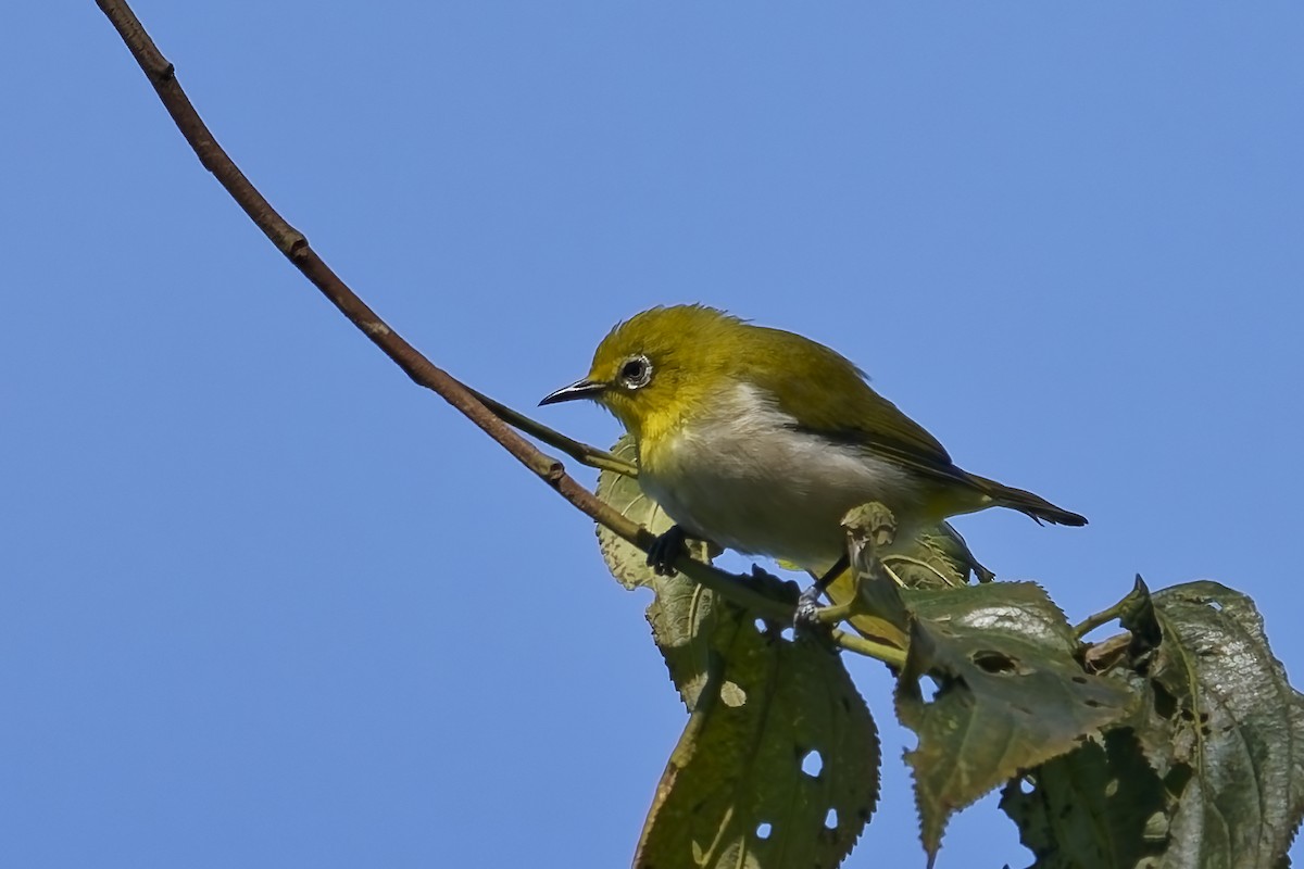 Ashy-bellied White-eye - ML643122793