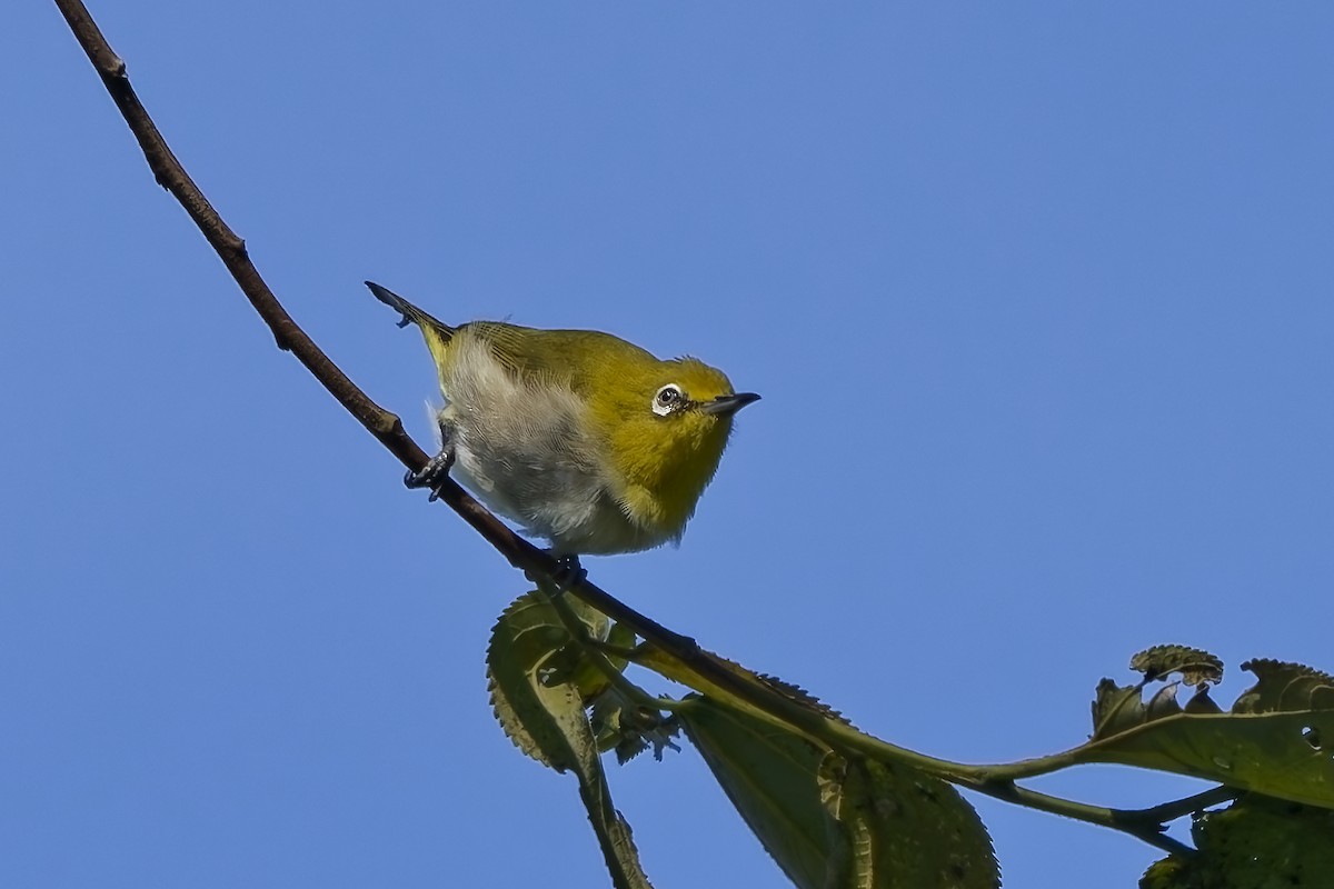 Ashy-bellied White-eye - ML643122794