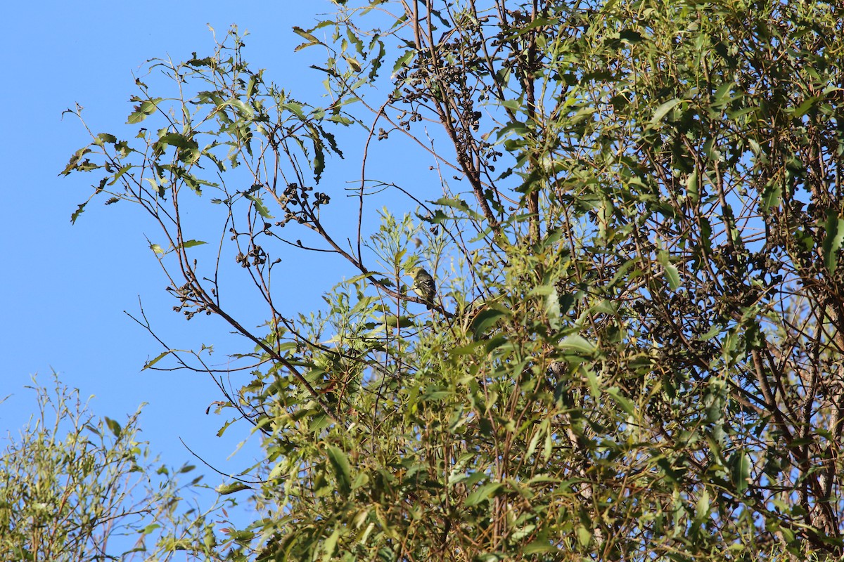 Western Tanager - ML643122795