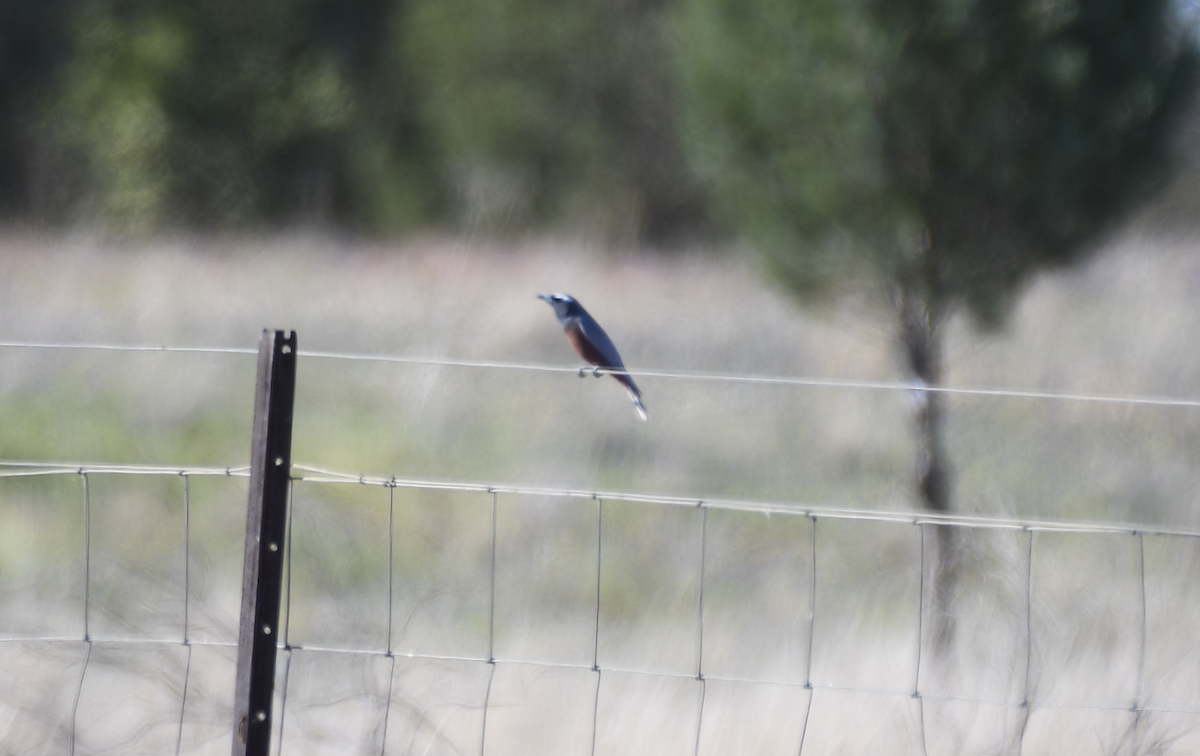 White-browed Woodswallow - ML643122810
