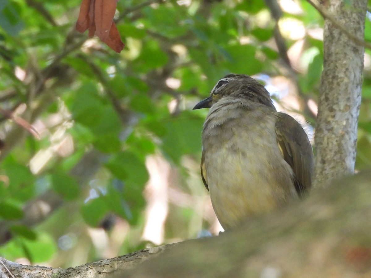 White-browed Bulbul - ML643122834