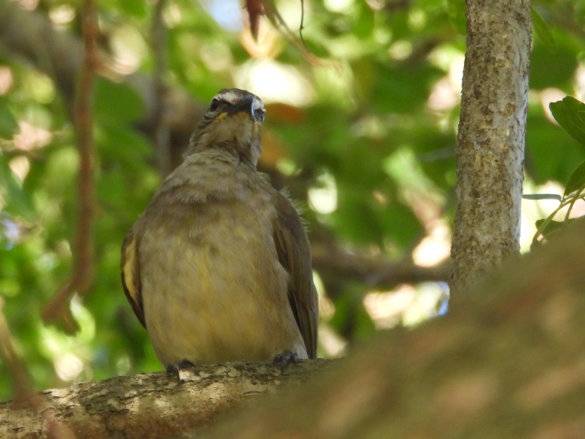 White-browed Bulbul - ML643122835