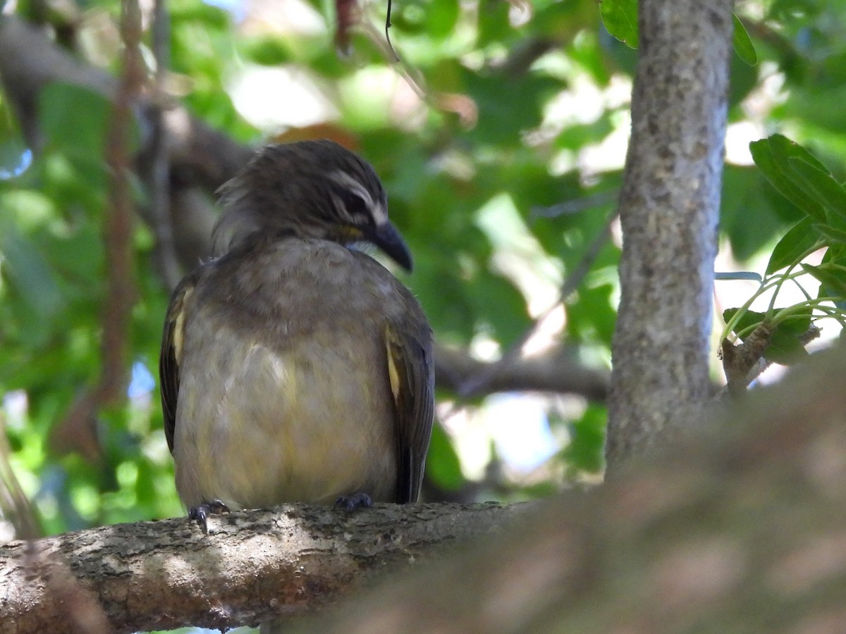 White-browed Bulbul - ML643122836