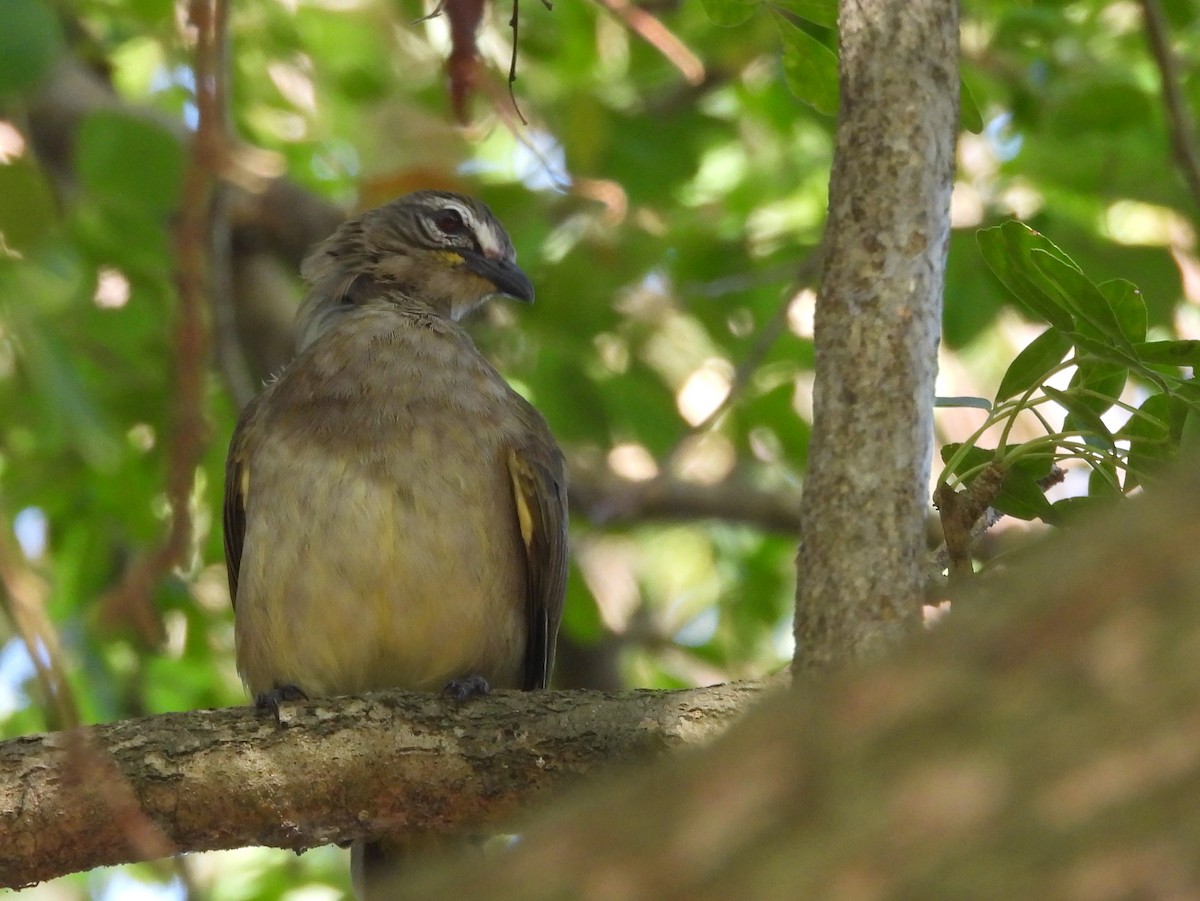White-browed Bulbul - ML643122837