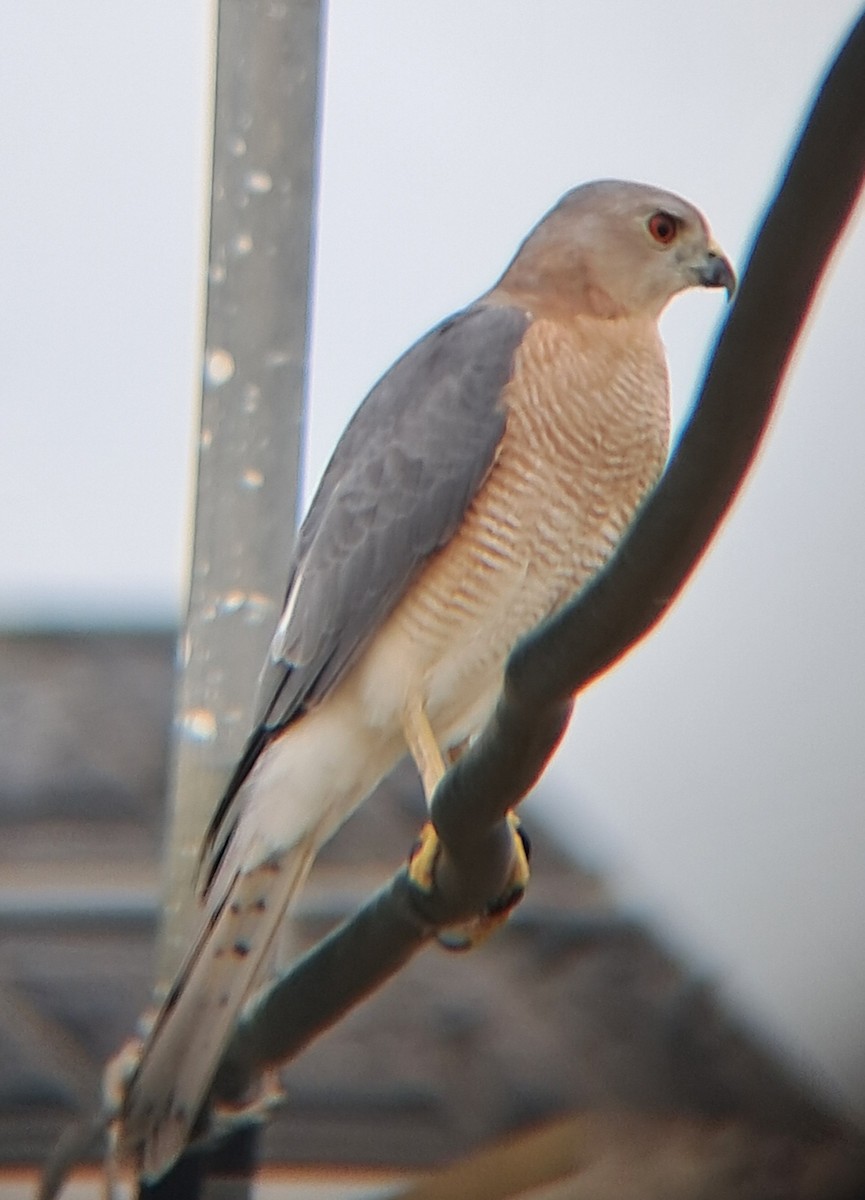 Épervier shikra - ML643122840