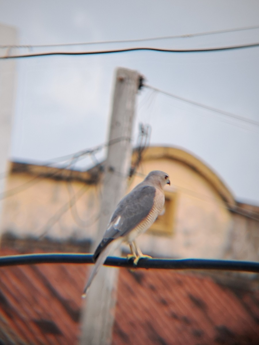 Épervier shikra - ML643122841