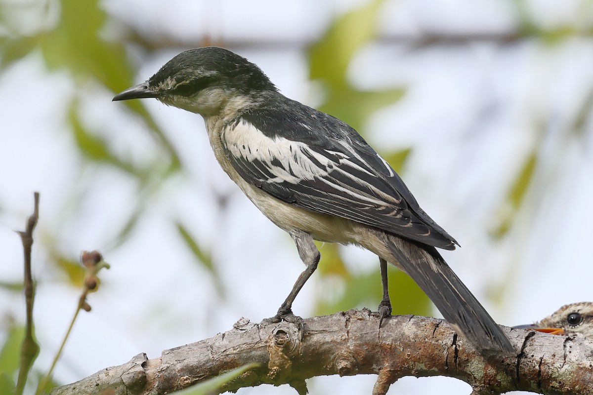 White-shouldered Triller - ML643122846