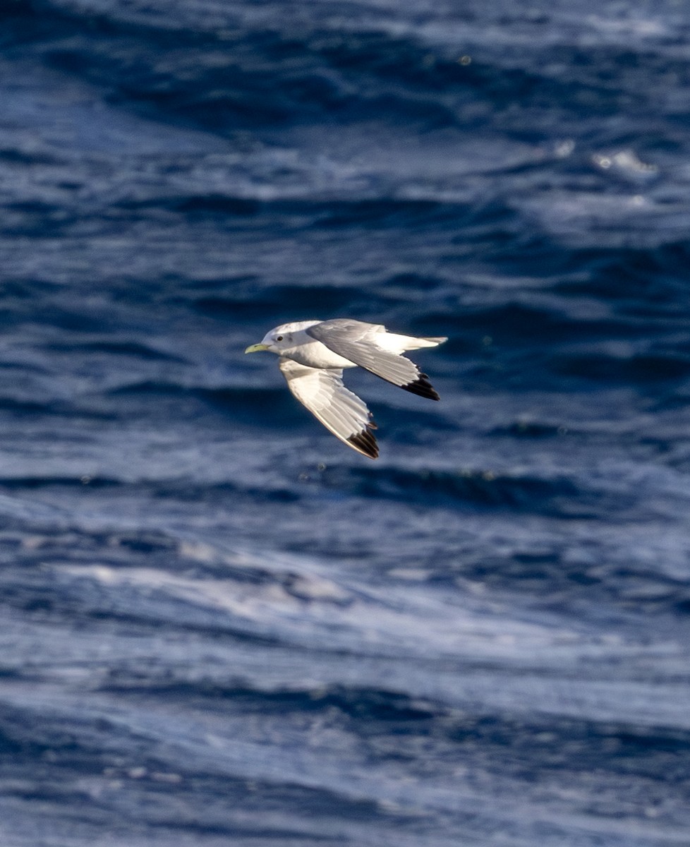 Black-legged Kittiwake - ML643122855
