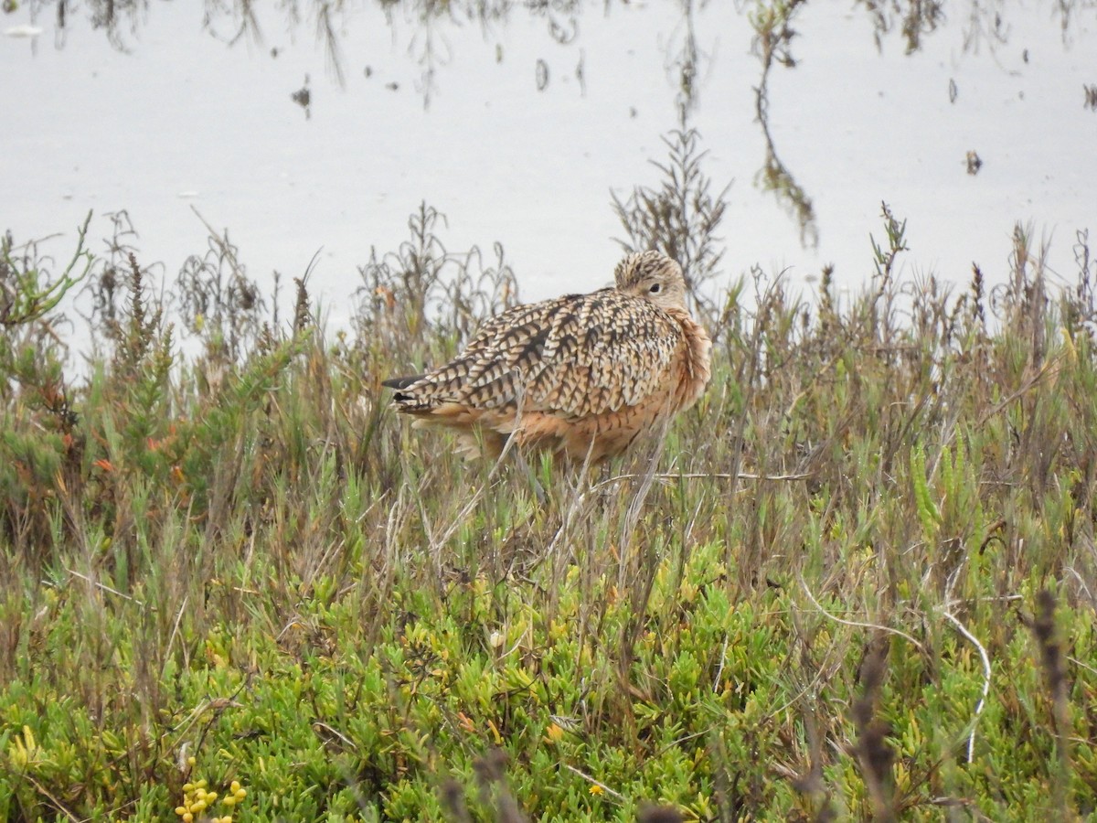 Long-billed Curlew - ML643122856
