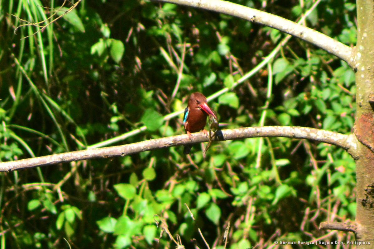 Brown-breasted Kingfisher - ML643122860