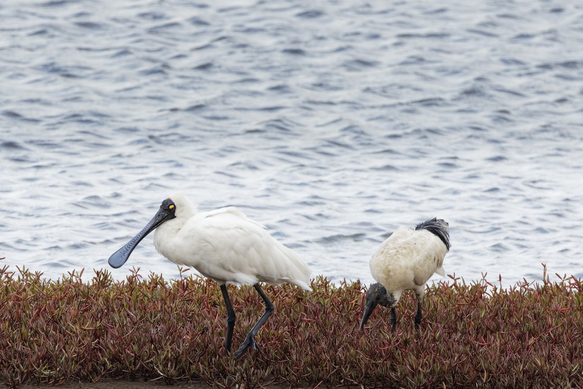 オーストラリアヘラサギ - ML643122865