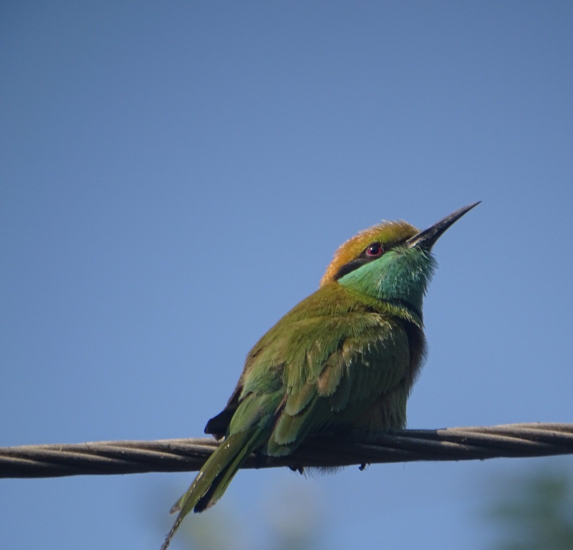 Guêpier d'Orient - ML643122868