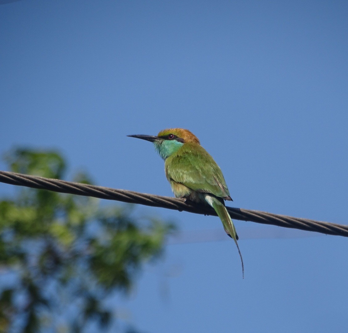 Guêpier d'Orient - ML643122870