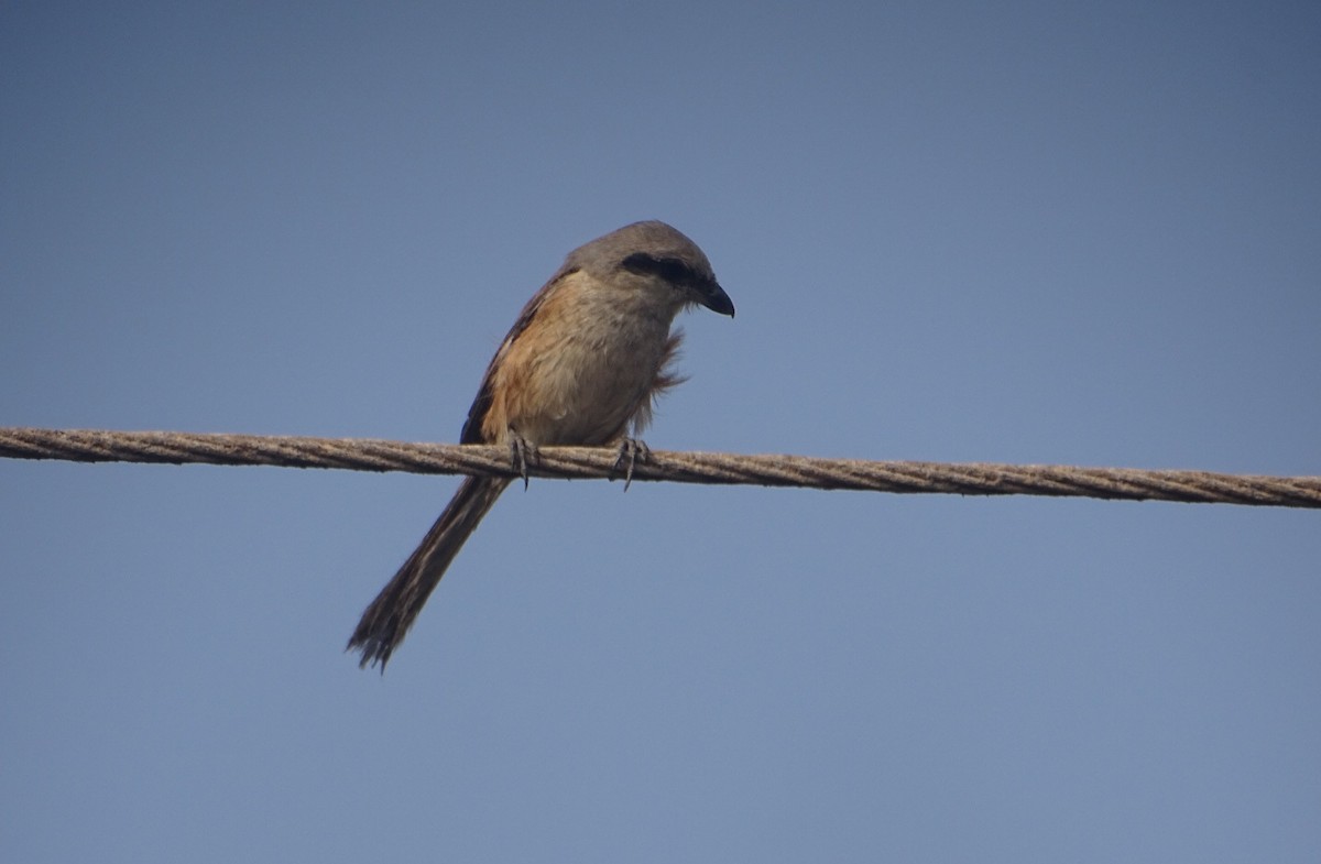 Pie-grièche schach - ML643122874