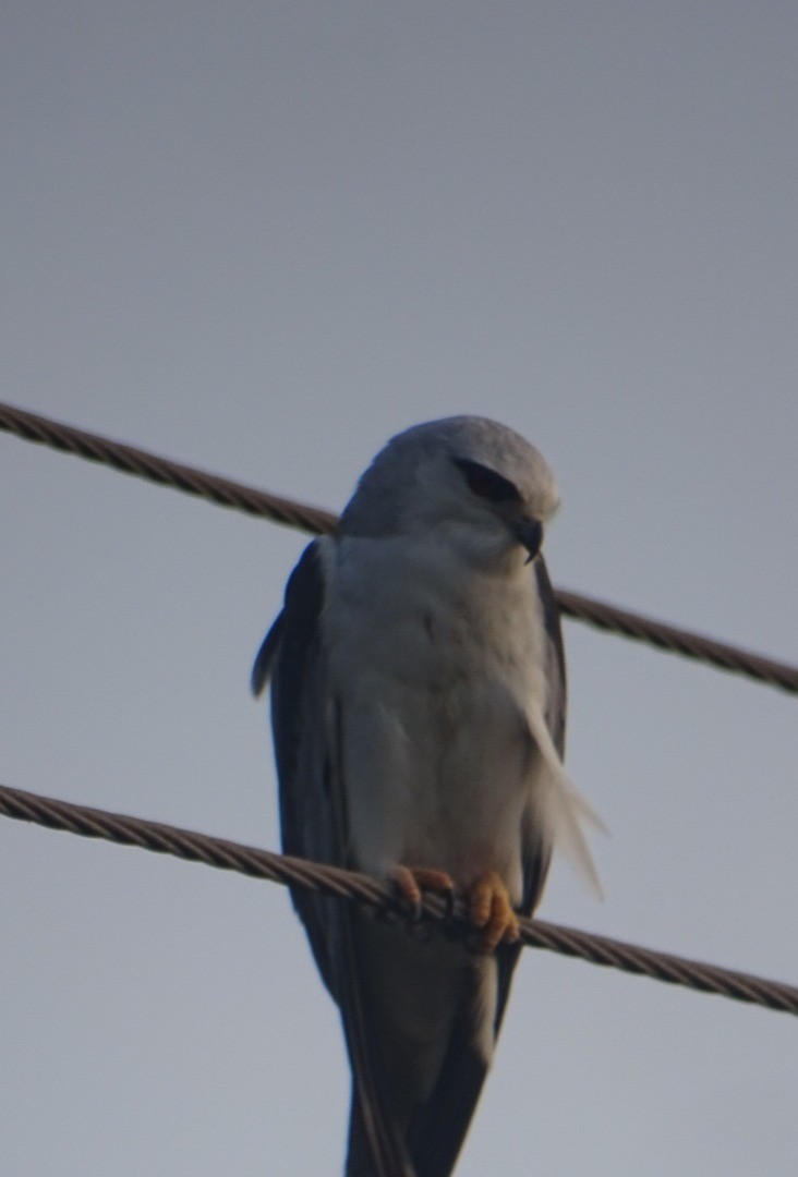 Élanion blanc - ML643122887