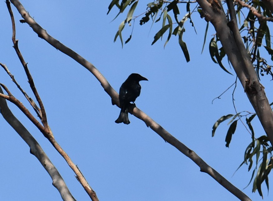 Drongo pailleté - ML643122890