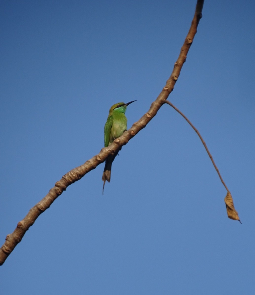 Guêpier d'Orient - ML643122892