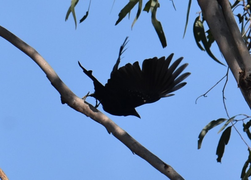 Drongo pailleté - ML643122893