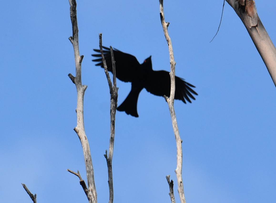 Drongo pailleté - ML643122894