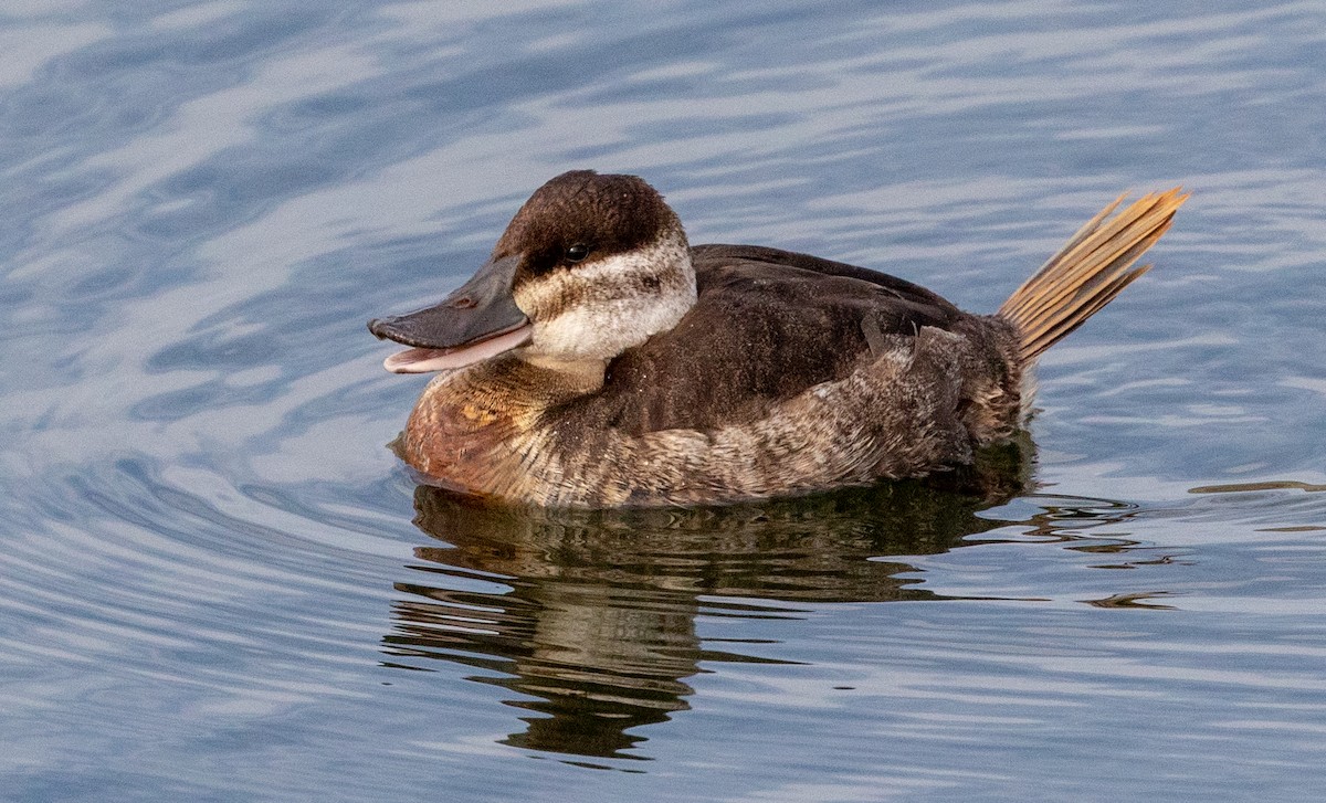Ruddy Duck - ML643122903
