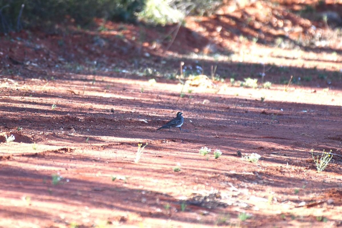Chestnut Quail-thrush - ML643122905