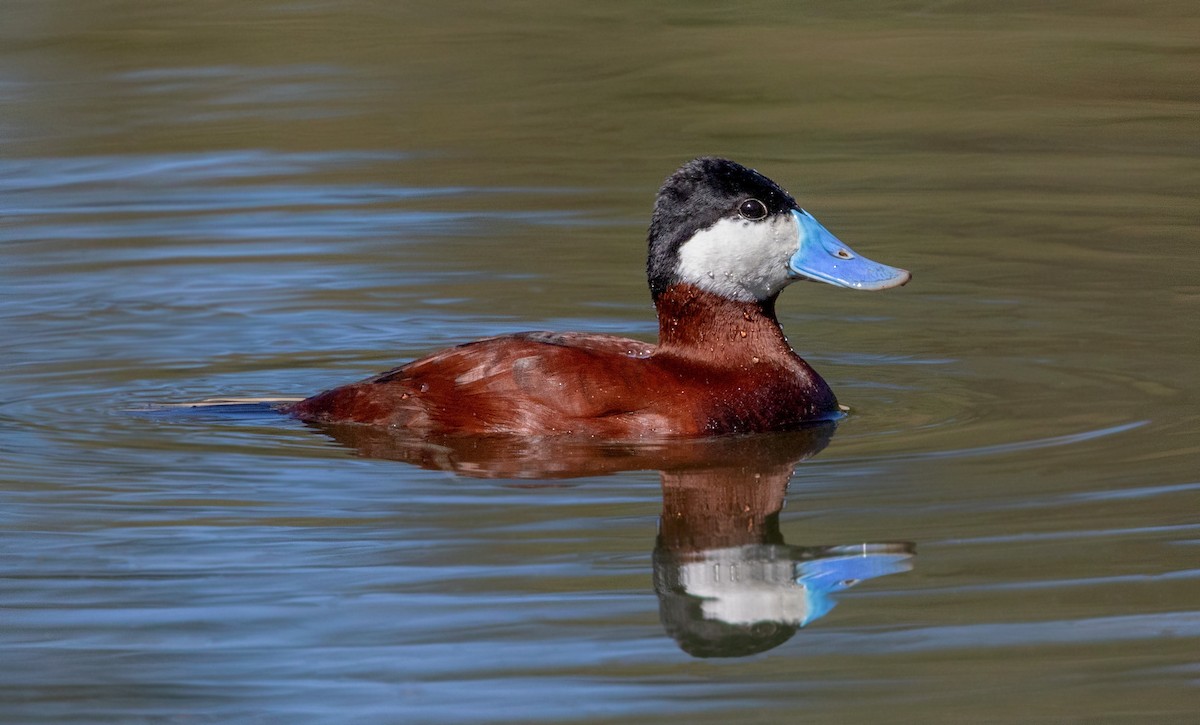 Ruddy Duck - ML643122908