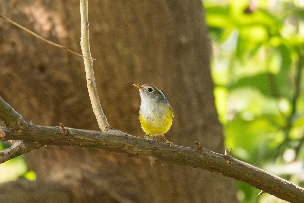 Chestnut-crowned Warbler - ML643122909