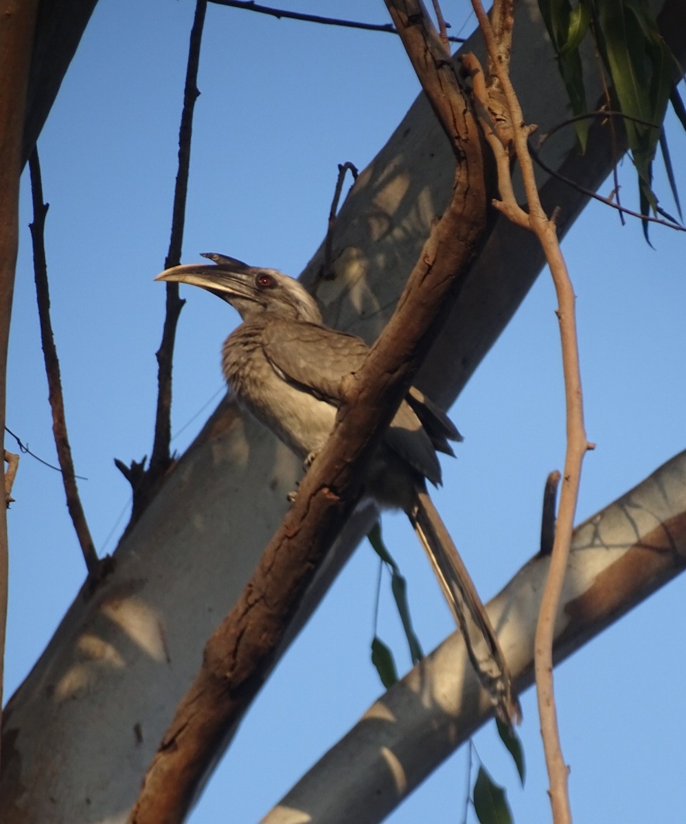 Indian Gray Hornbill - ML643122913