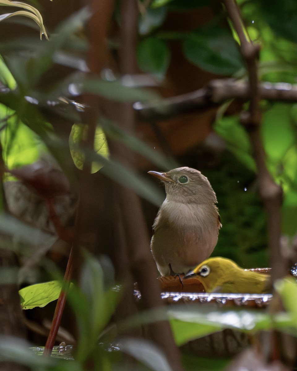 Rusty-tailed Flycatcher - ML643122929