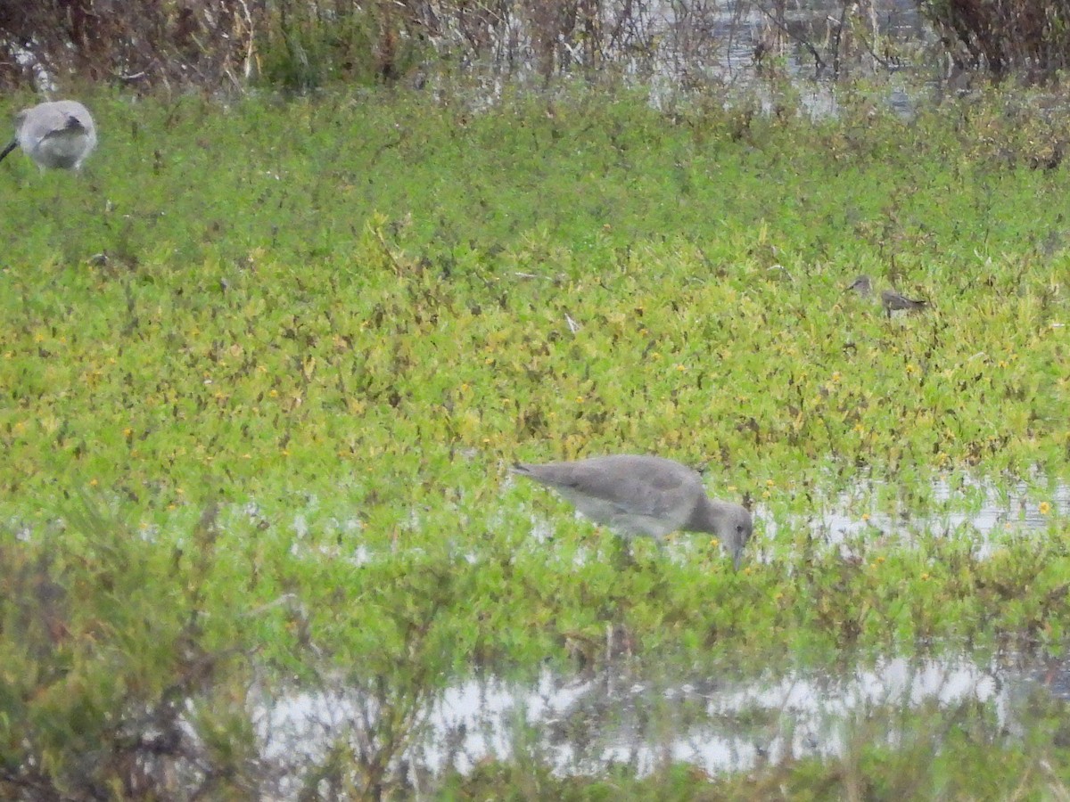 Spotted Sandpiper - ML643122936