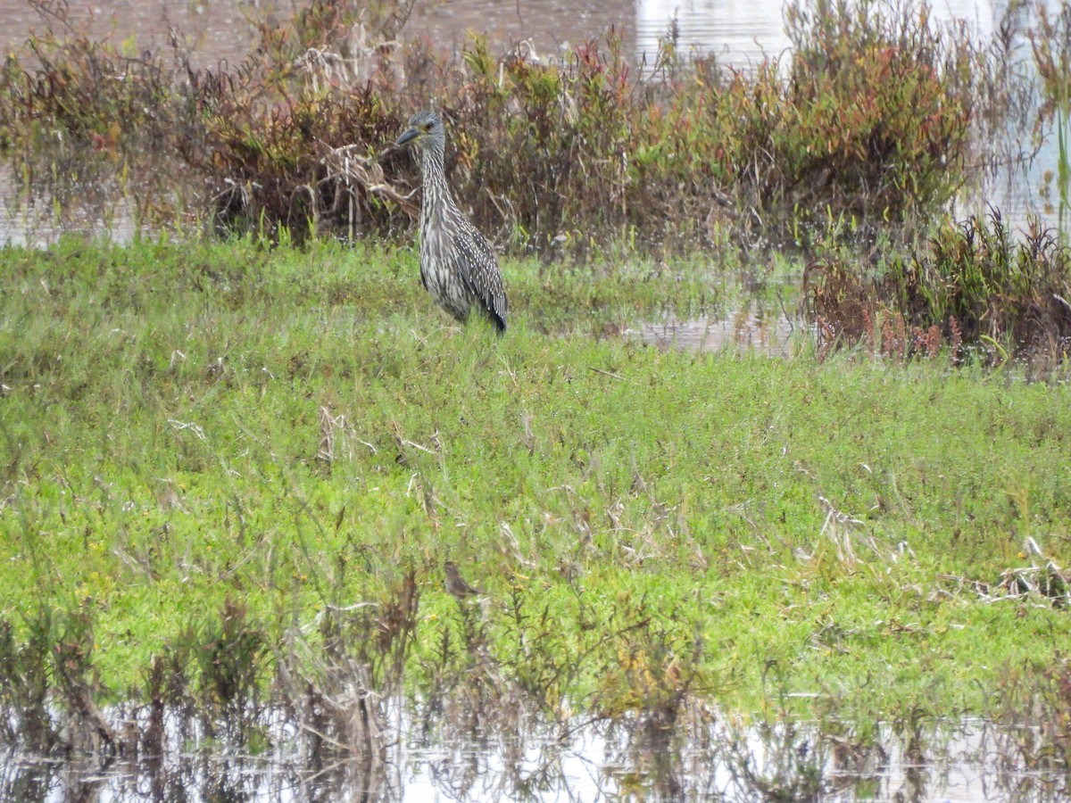 Yellow-crowned Night Heron - ML643122941