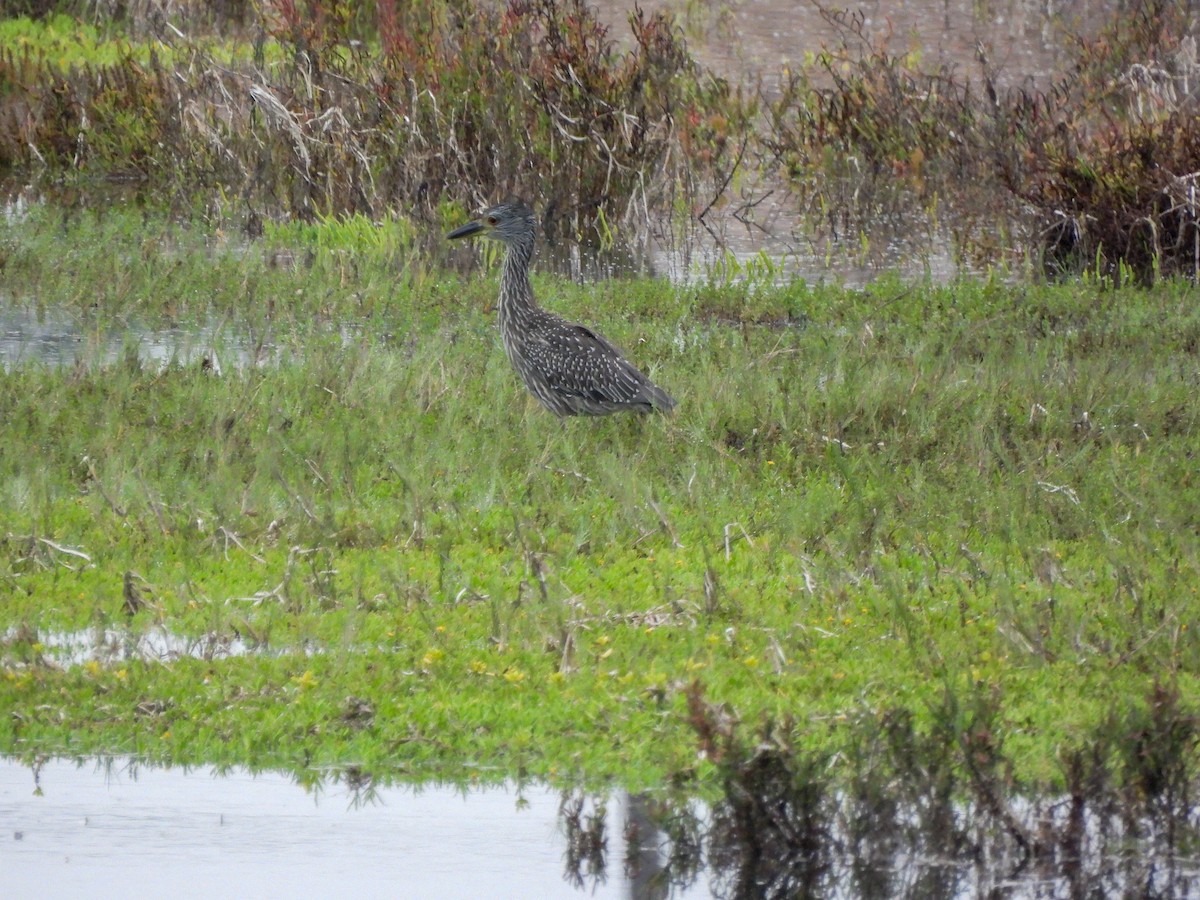 Yellow-crowned Night Heron - ML643122942