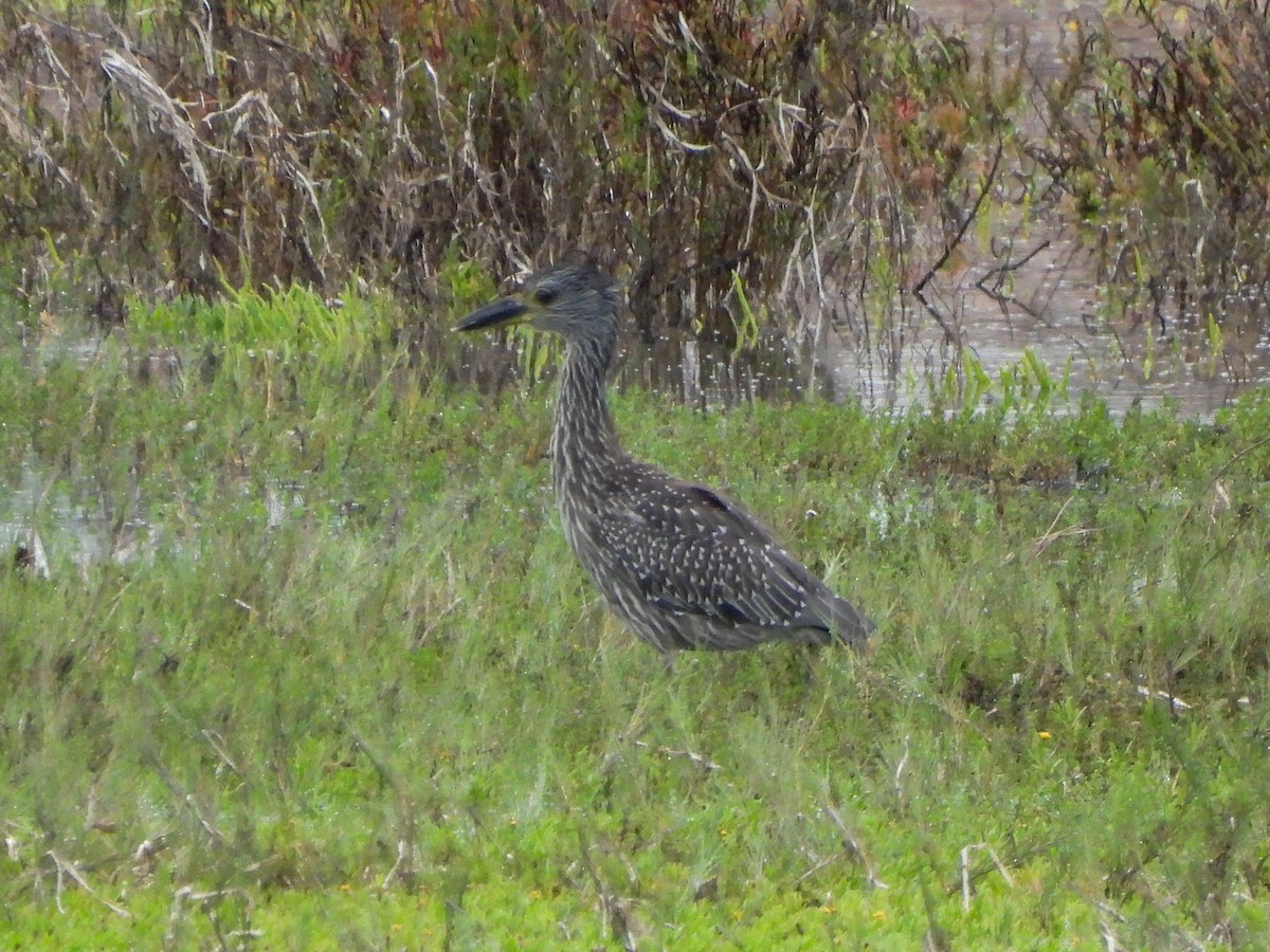 Yellow-crowned Night Heron - ML643122946