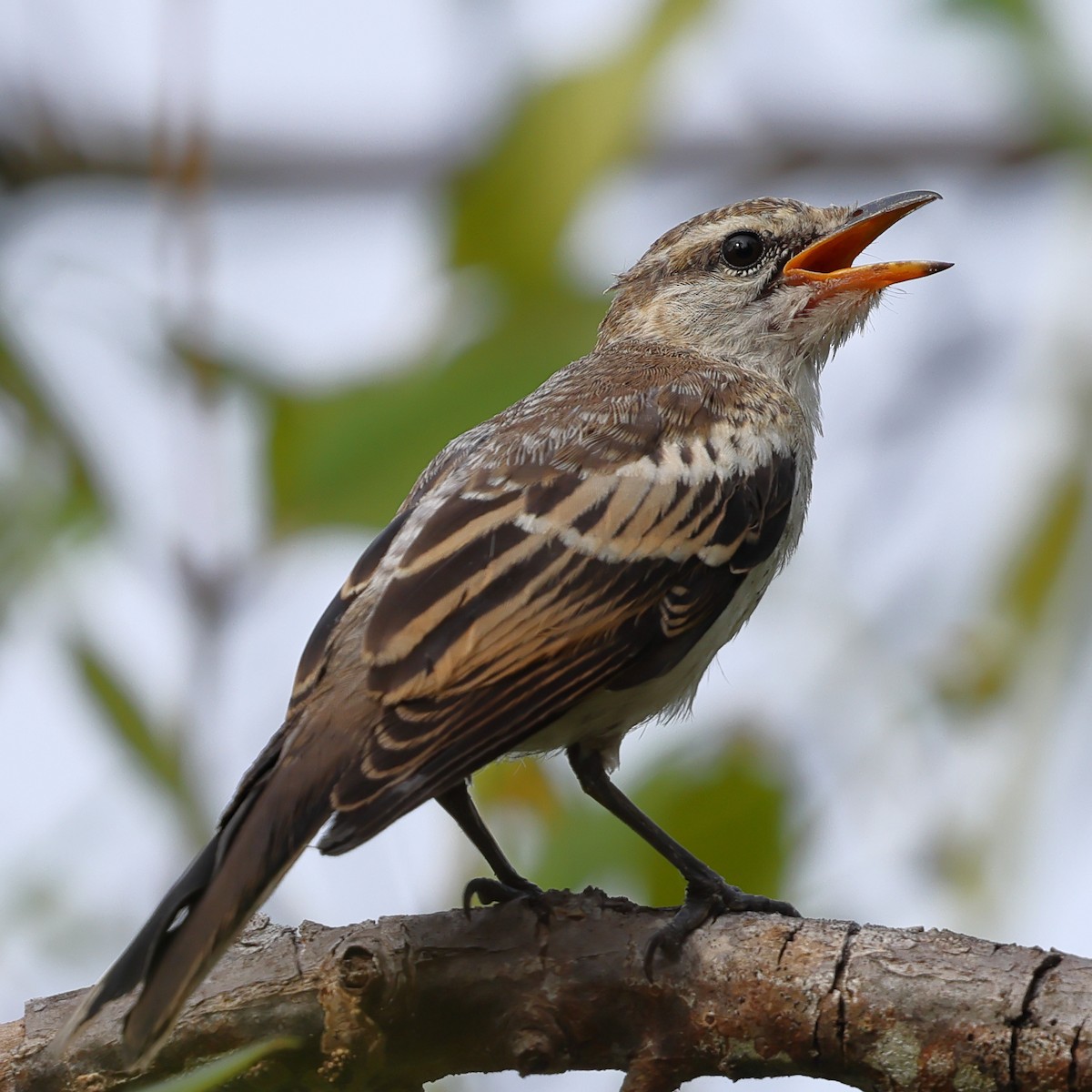 White-shouldered Triller - ML643122985