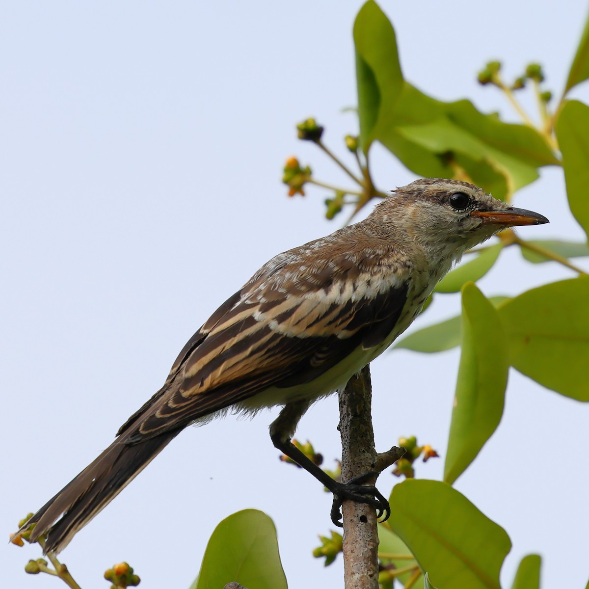White-shouldered Triller - ML643122989