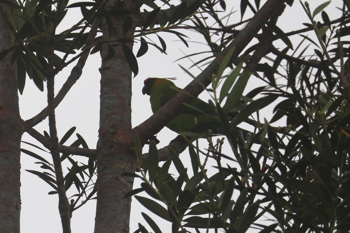 Horned Parakeet - ML643122997