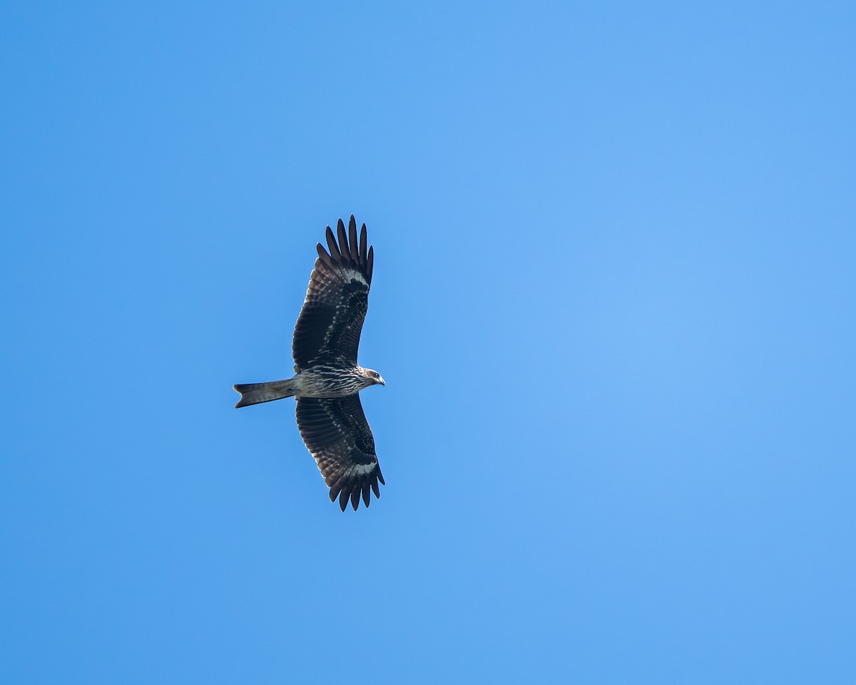 黑鳶 - ML643123001