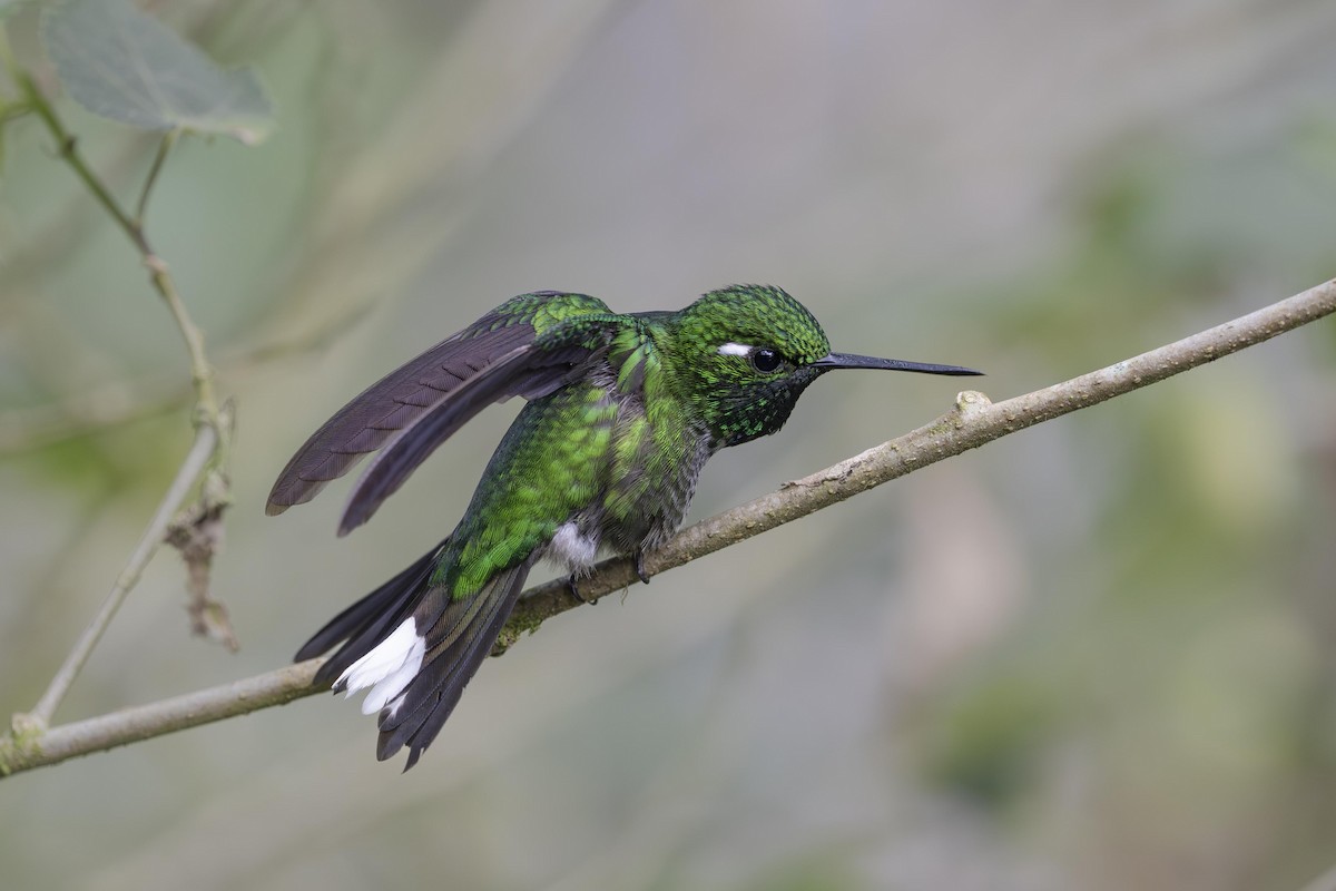 Purple-bibbed Whitetip - ML643123020