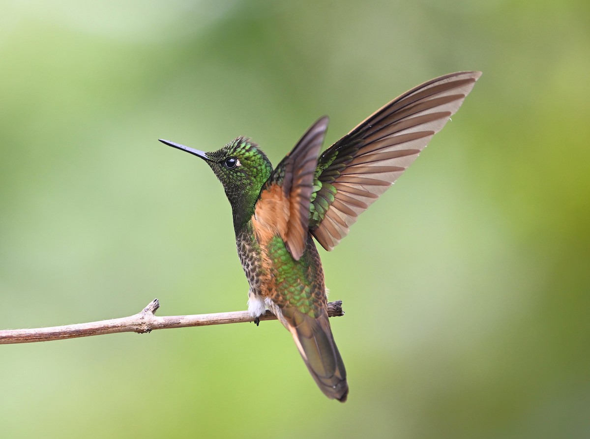 Buff-tailed Coronet - ML643123023