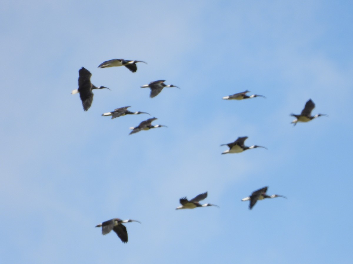 Straw-necked Ibis - ML643123027