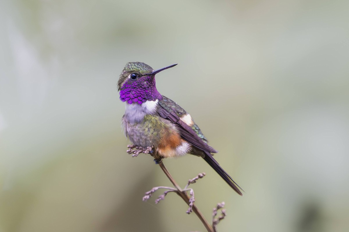 Purple-throated Woodstar - ML643123030