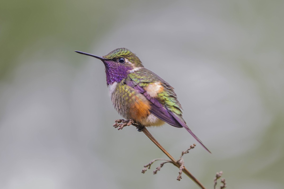 Purple-throated Woodstar - ML643123031